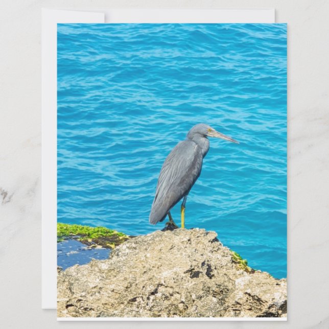 Exotic Pacific Reef Heron on Coastal Rocks Ocean P (Front)