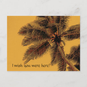 exotic palm postcard