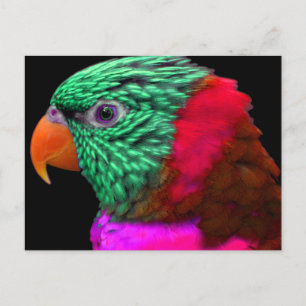 Exotic Parrot Green Red Pink Postcard