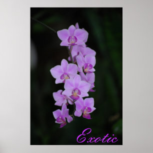 Exotic Poster