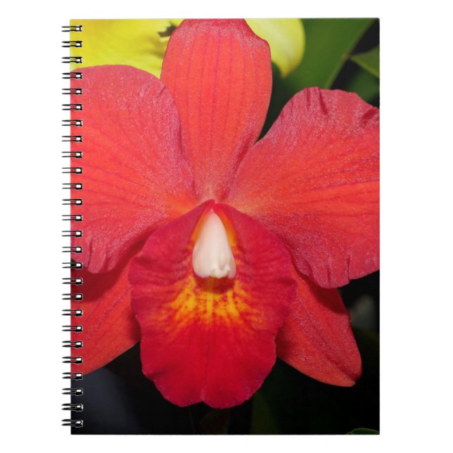 Exotic Red Orchid Notebook (Front)