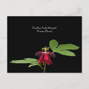 Exotic Red Passion-Flower Collectable Postcard