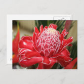 Exotic Red Torch Ginger flower Postcard (Front/Back)