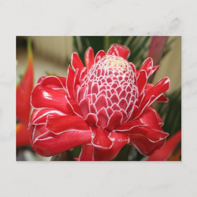 Exotic Red Torch Ginger flower Postcard (Front)