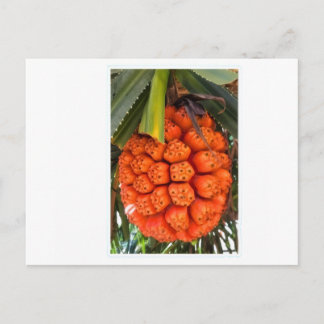 Exotic Sea Pandanus - Edible Rare Tropical Coastal Holiday Postcard