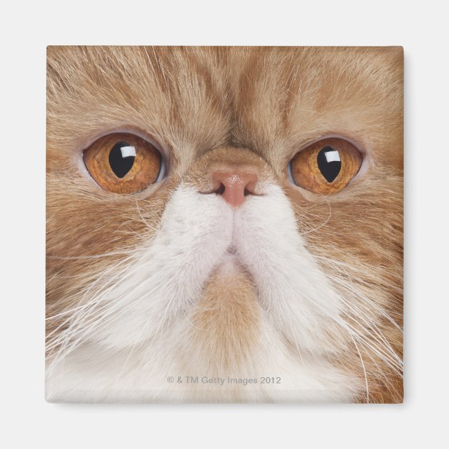Exotic Shorthair (2,5 years old) Magnet (Front)