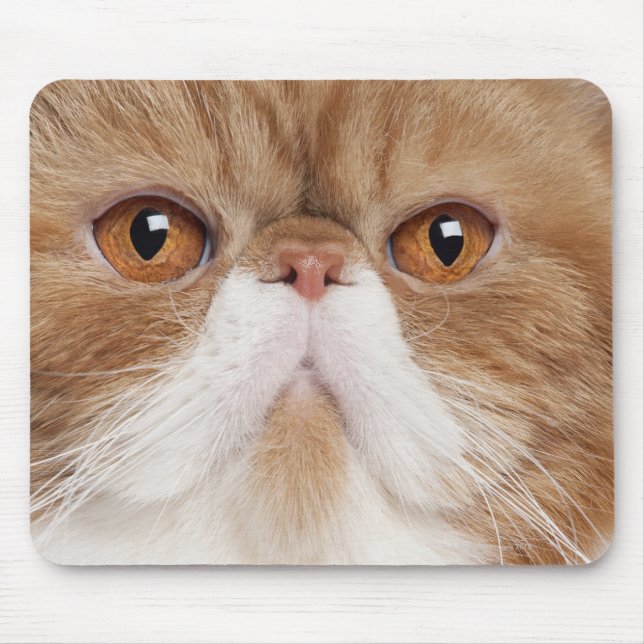 Exotic Shorthair (2,5 years old) Mouse Mat (Front)
