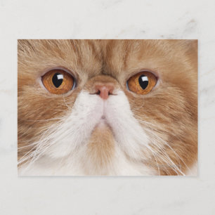 Exotic Shorthair (2,5 years old) Postcard