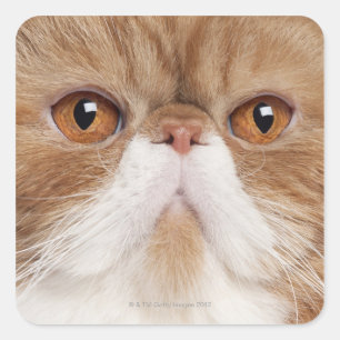 Exotic Shorthair (2,5 years old) Square Sticker