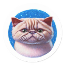 Exotic Shorthair Cat