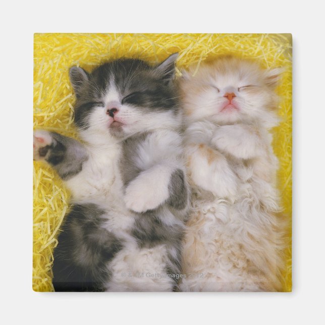 Exotic Shorthair; is Breeders crossed the Magnet (Front)