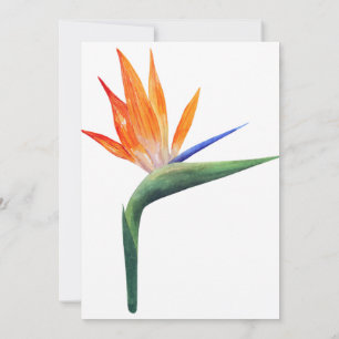 exotic strelizia bird of paradise flower invitation