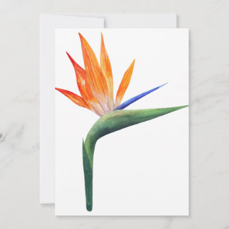 exotic strelizia bird of paradise flower  invitation