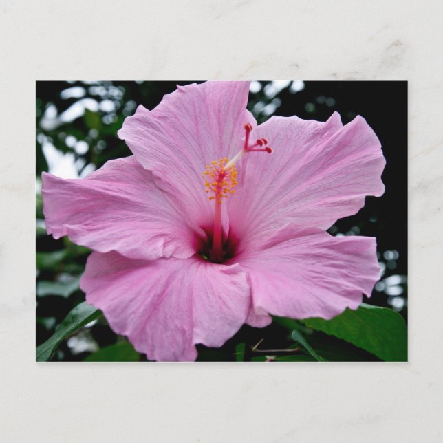 Exotic Trumpet Flower Postcard (Front)