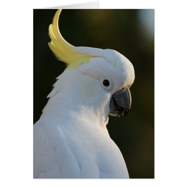 Exotic White Cockatoo (Front)