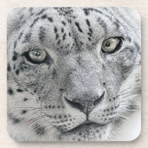 Exotic White Snow Leopard Coaster
