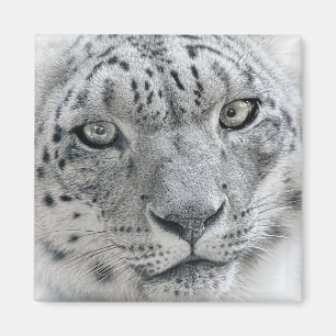 Exotic White Snow Leopard Photograph Magnet