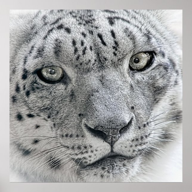 Exotic White Snow Leopard Poster (Front)