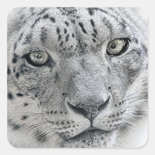 Exotic White Snow Leopard Square Sticker (Front)