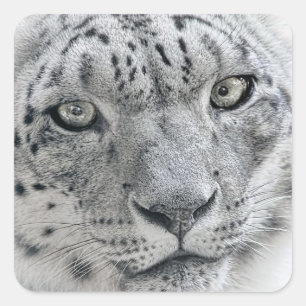 Exotic White Snow Leopard Square Sticker