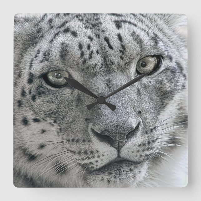 Exotic White Snow Leopard Square Wall Clock (Front)