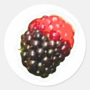 Exotic Wild Blackberry Sticker, Ripening Tropical  Classic Round Sticker