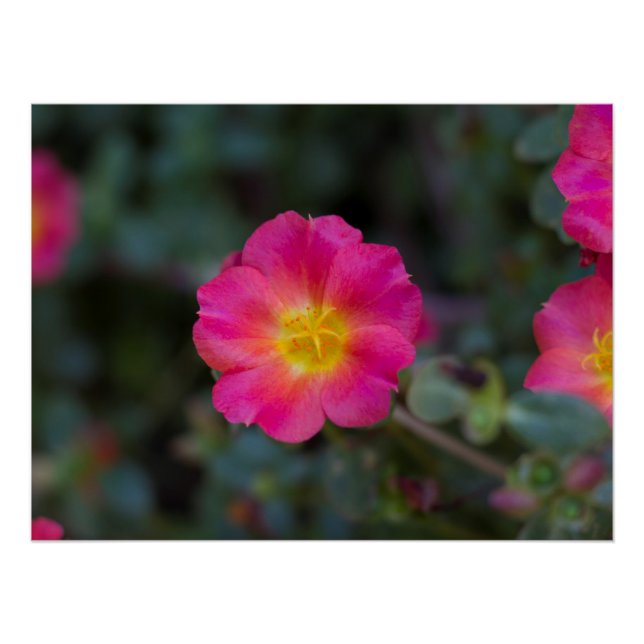 Exotic Wingpod Purslane Flower Print (Front)