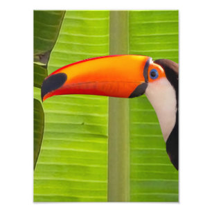 Expansion Photography of Tucano Photo Print