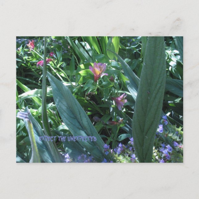 expect the unexpected postcard (Front)