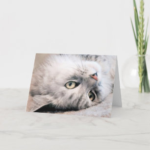 Experience Your Birthday Like a Cat Card