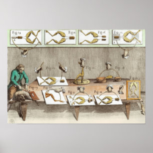 Experiment on frogs poster