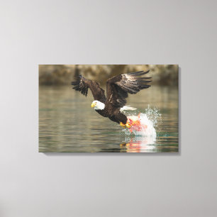 Explosive Bald Eagle Canvas Print