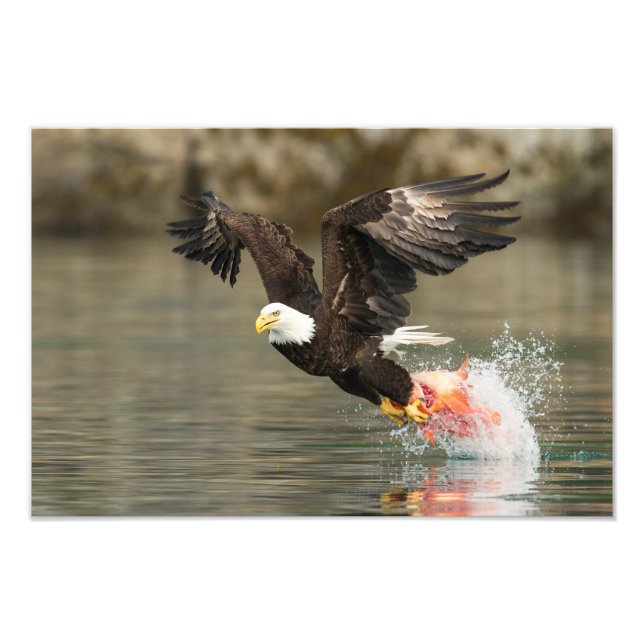 Explosive Bald Eagle Photo Print (Front)