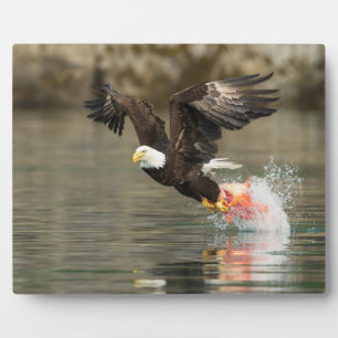 Explosive Bald Eagle Plaque