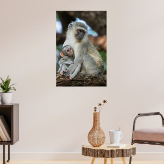 Expressive Vervet Monkey in Africa Poster