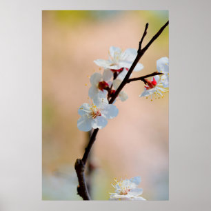 Exquisite Japanese Apricot Flowers Poster