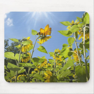 extra large bee on Sunflower Mouse Mat