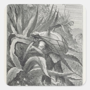 Extracting Pulque Square Sticker