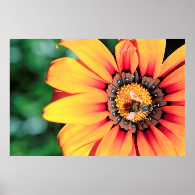 Extreme Close-Up Of A Bee Collecting Pollen Poster (Front)
