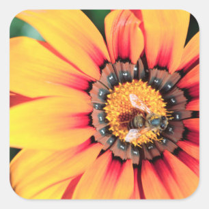 Extreme Close-Up Of A Bee Collecting Pollen Square Sticker