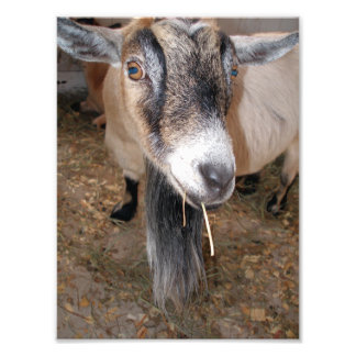 Extreme Close Up of a Billy Goat Eating Hay Photo Print