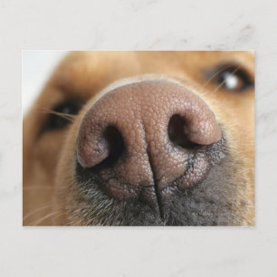 Extreme close-up of a dog nose. postcard