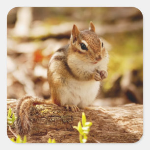 Extremely Cute Chipmunk Square Sticker
