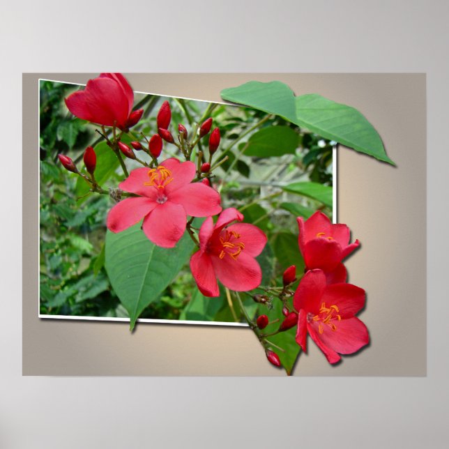 Exuberant Red Cascade Poster (Front)