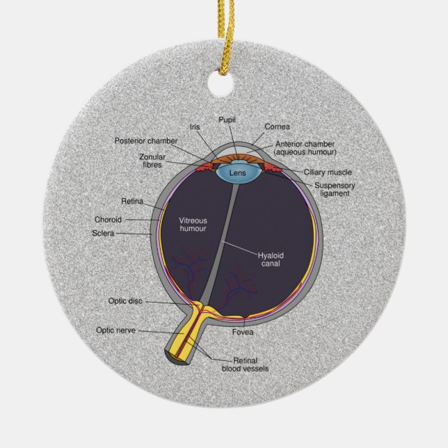 Eye Anatomy Ornament (Front)