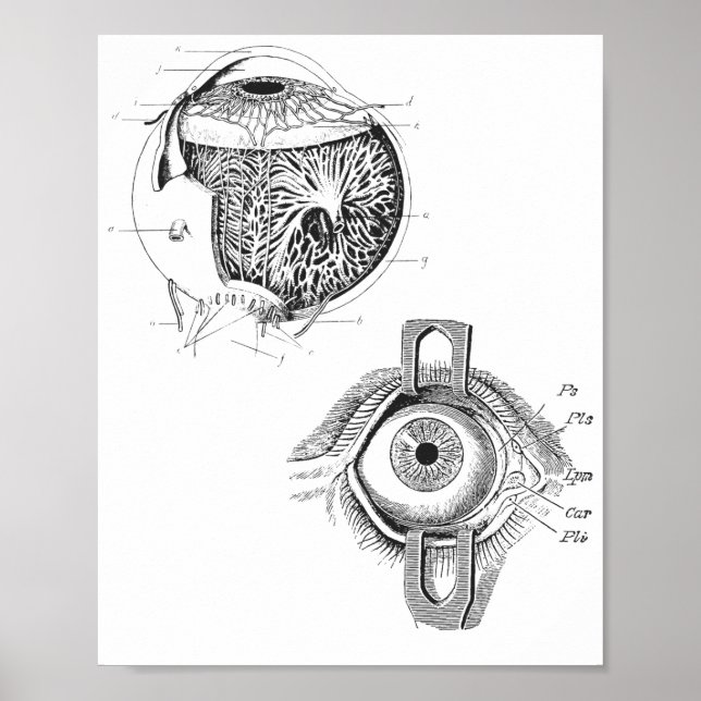 Eye-Anatomy Poster (Front)