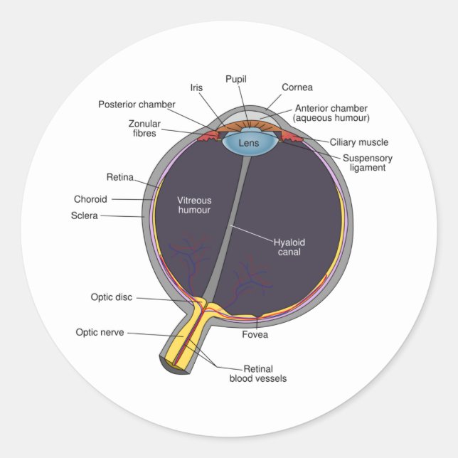 Eye Anatomy Stickers (Front)