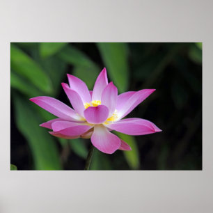 Eye Catching Lotus Flower Blossom Poster