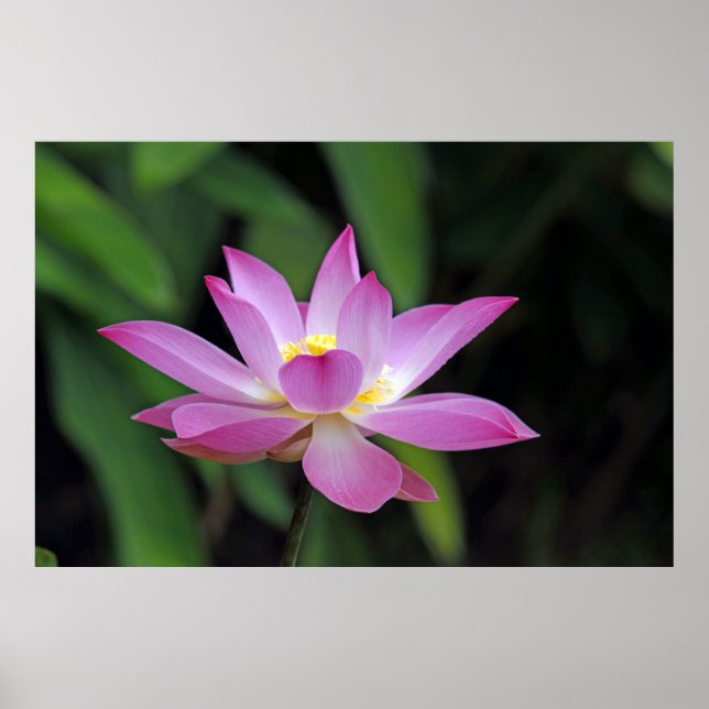 Eye Catching Lotus Flower Blossom Poster (Front)