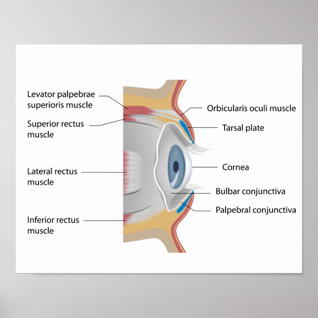 Eye conjunctiva anatomy Poster (Front)